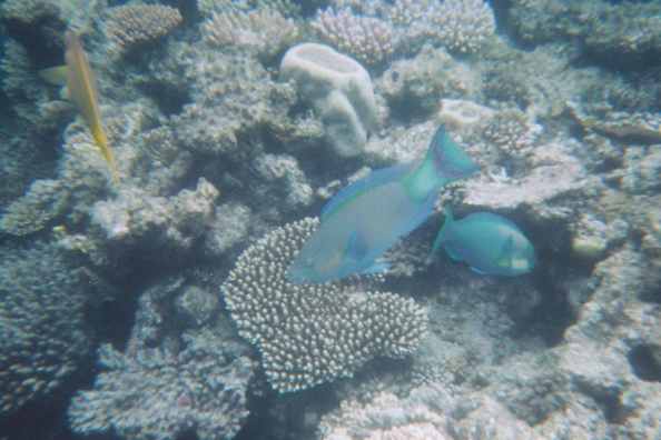 On the Great Barrier Reef