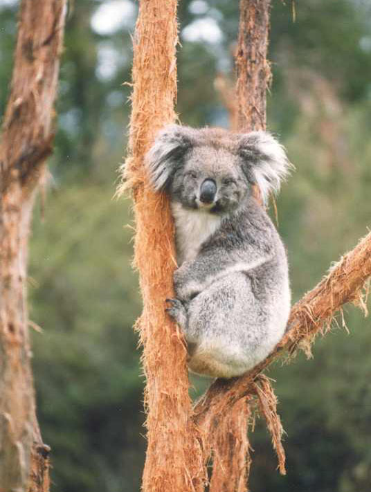 A posing Koala
