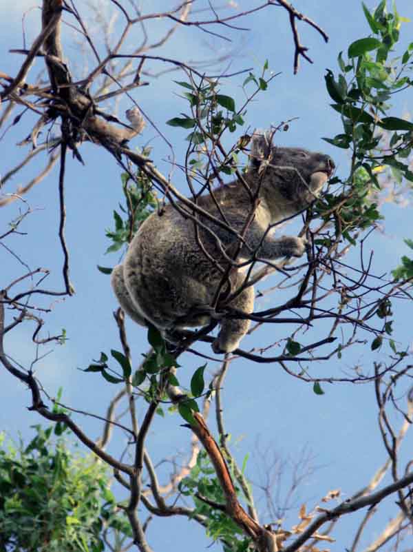 A Koala