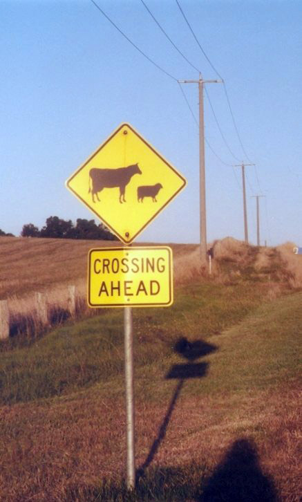 Beware Cattle and Sheep