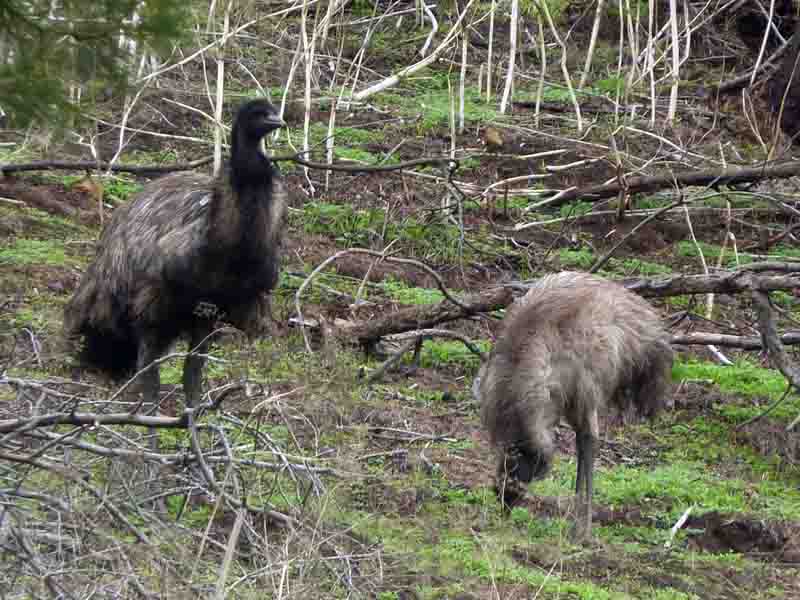 Tower Hill Game Reserve