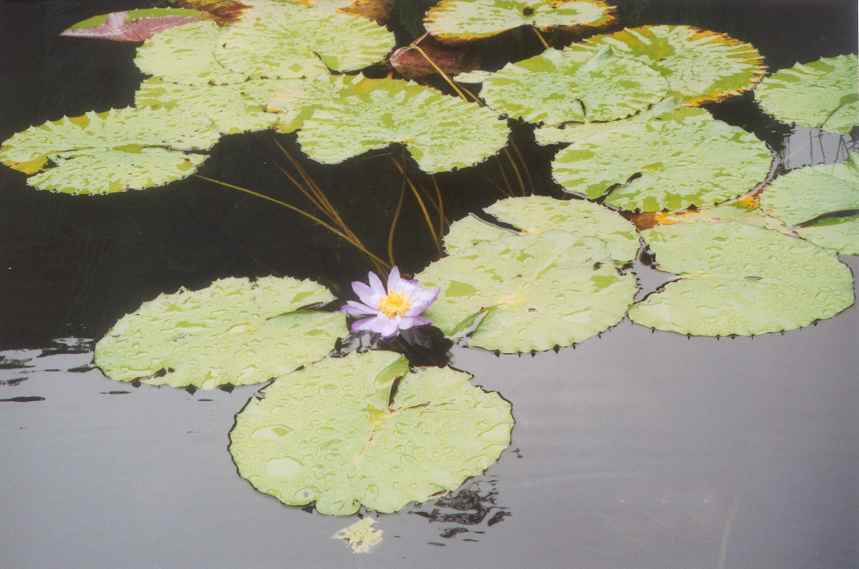 Water Lily on Lake Barrine