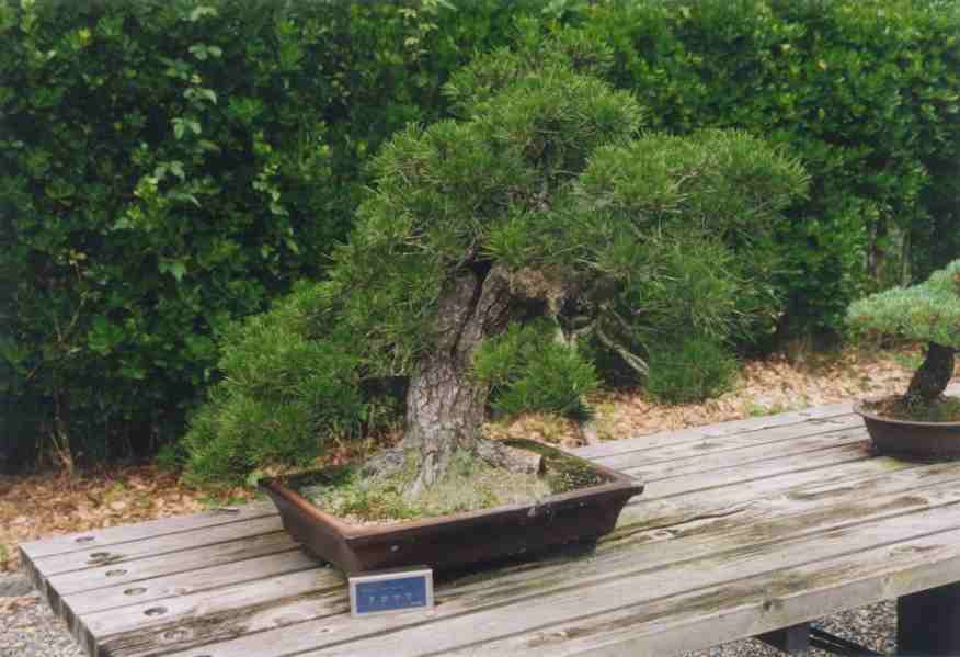 Scenes of the garden