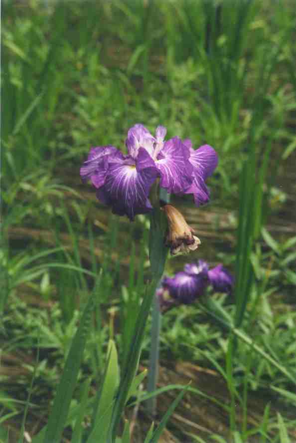 Scenes of the garden