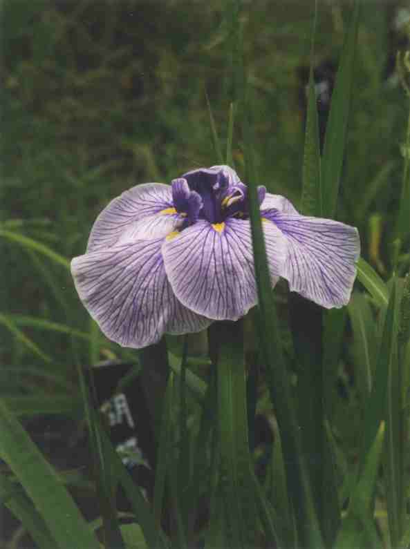 Scenes of the garden