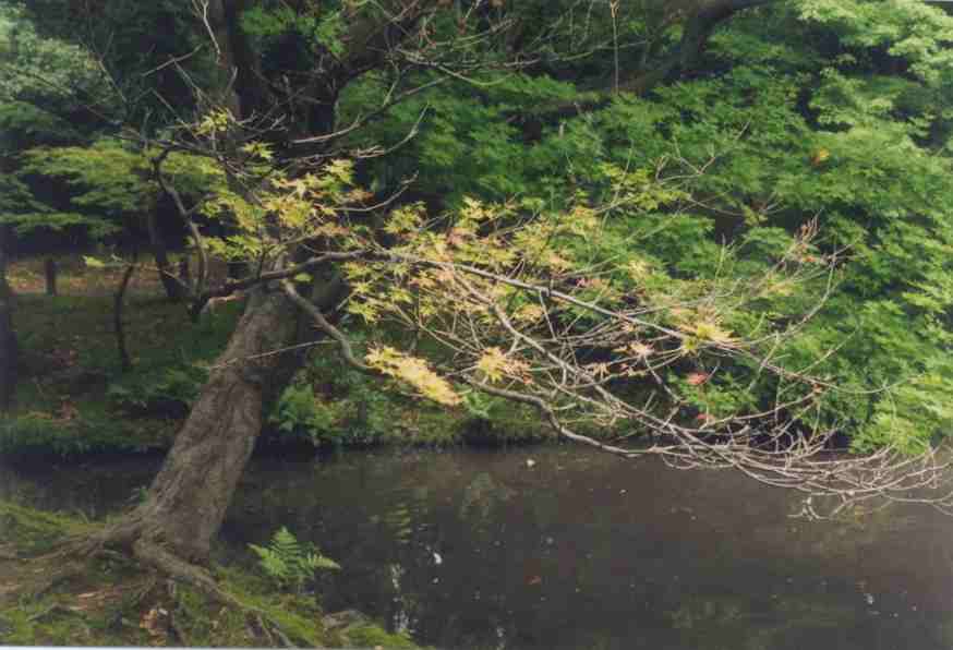 Scenes of the garden