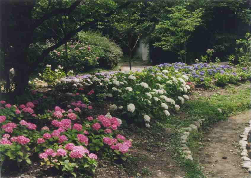 Scenes of the garden