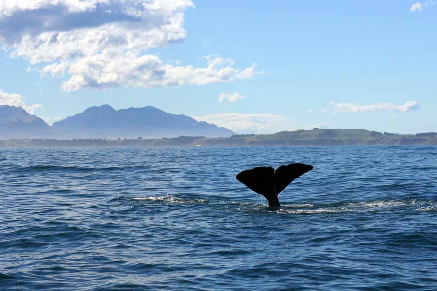 A whale diving