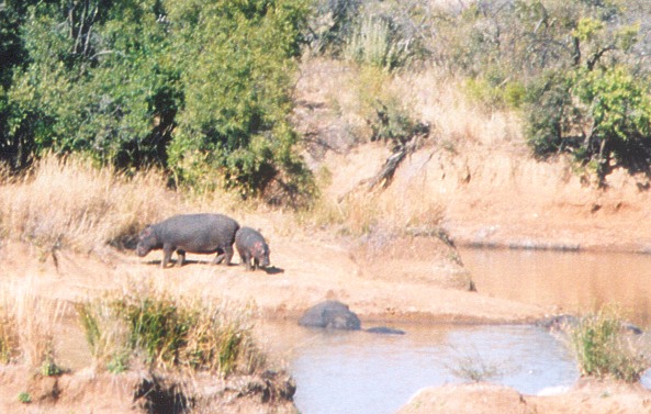 Hippos by the water hole