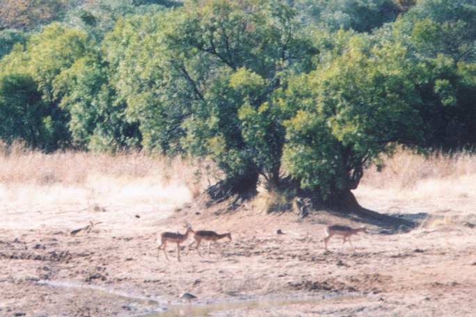 By the water hole