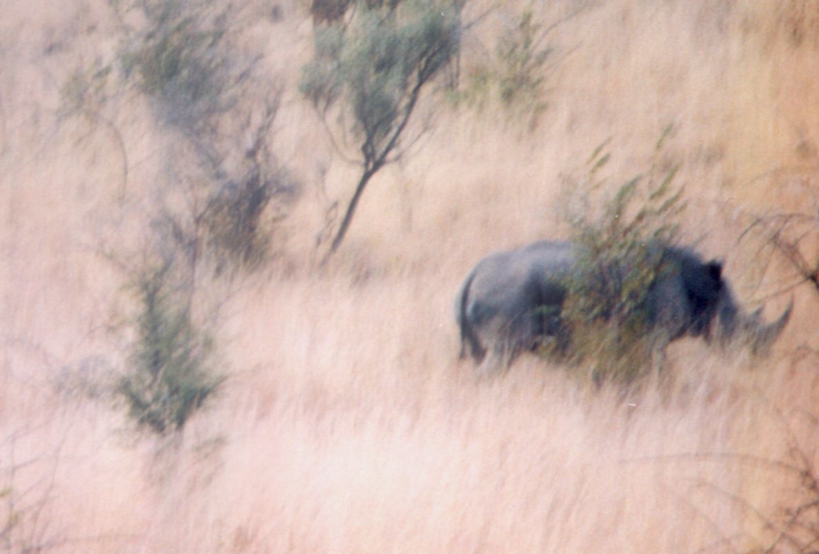 Rhinos in the long grass