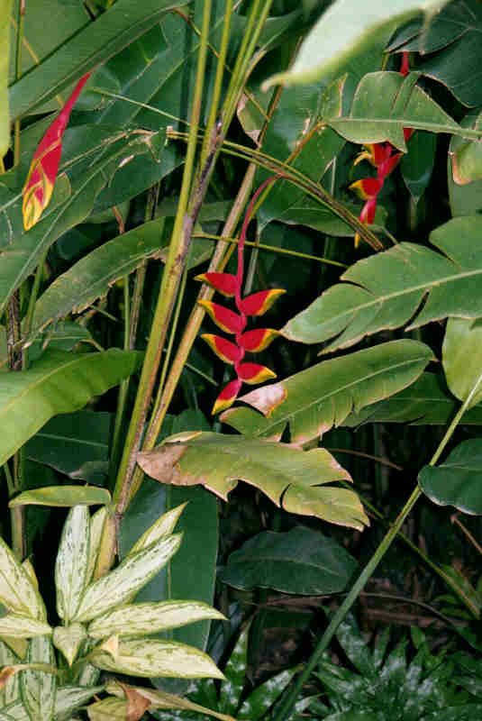 Hanging Lobster Claw, April 2000