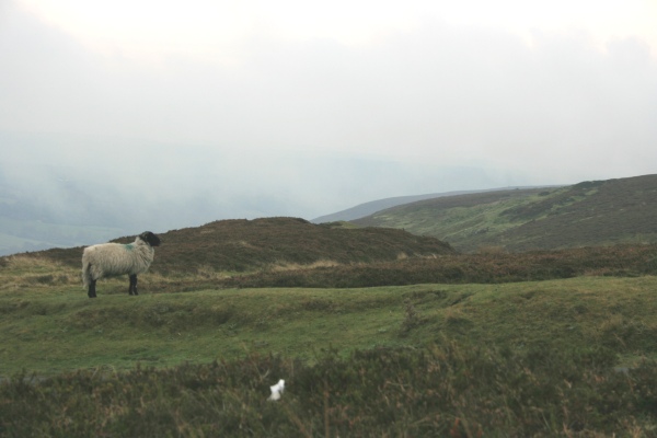 North York Moors above Rosedale, Yorkshire