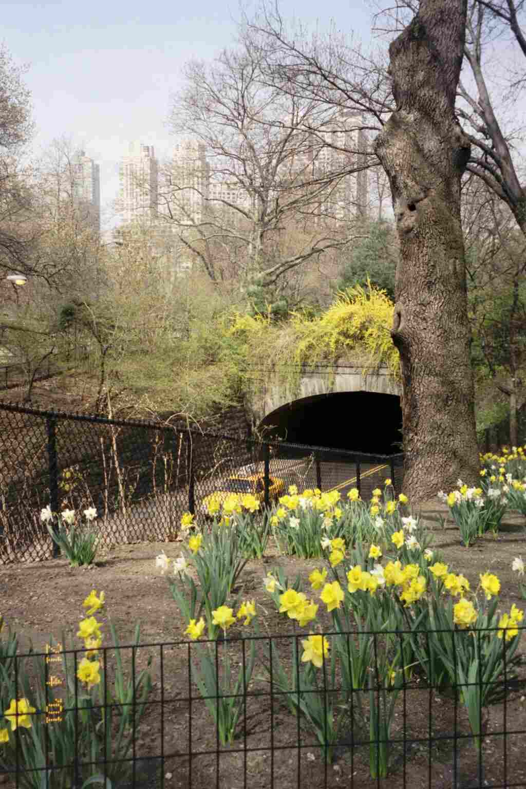 Daffodils in the Park