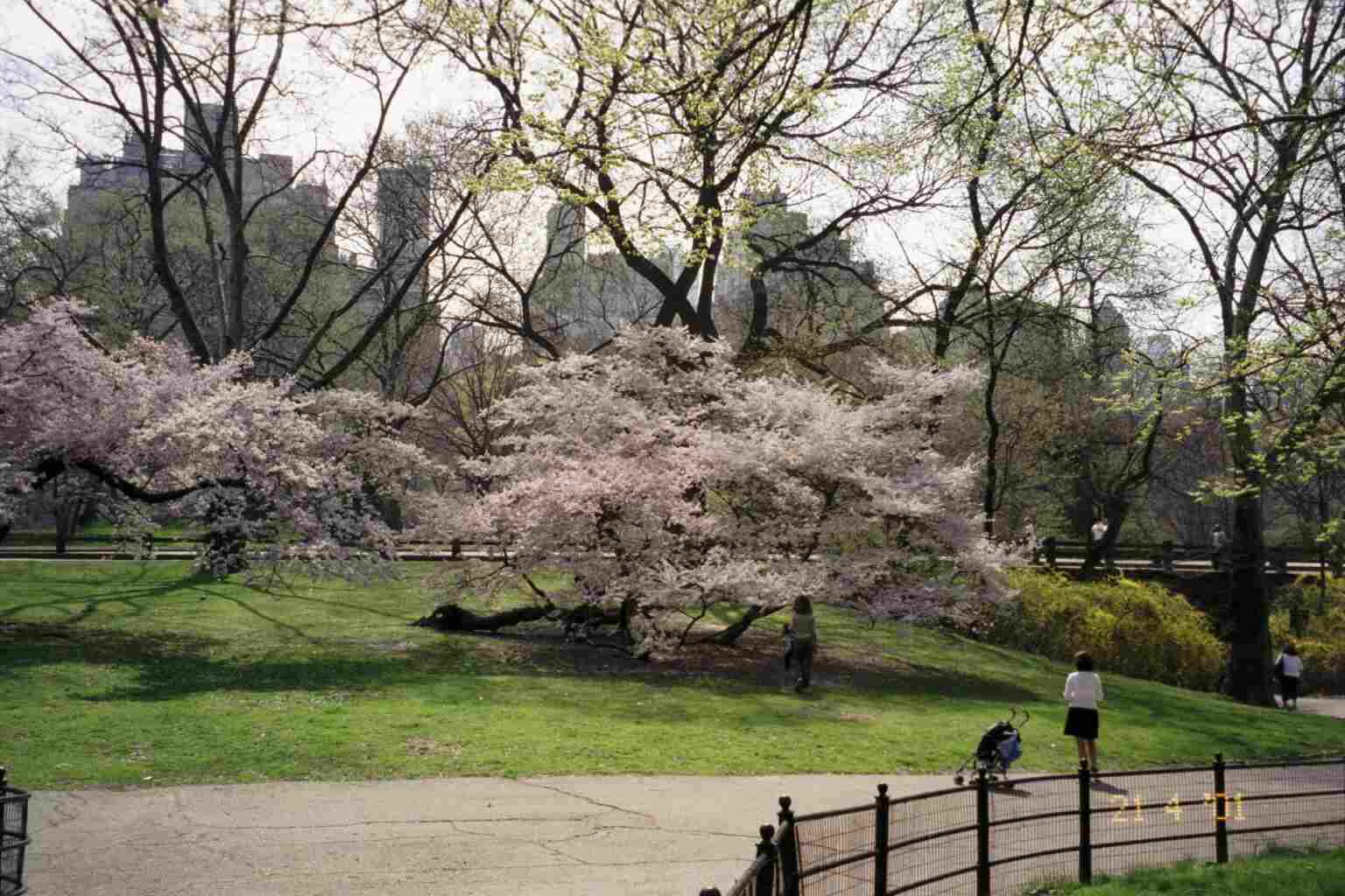 Cherry Blossom in the Park