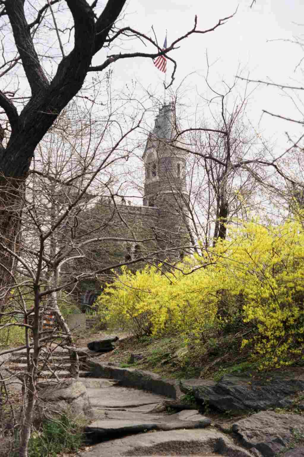 Forsythia by the Belvedere